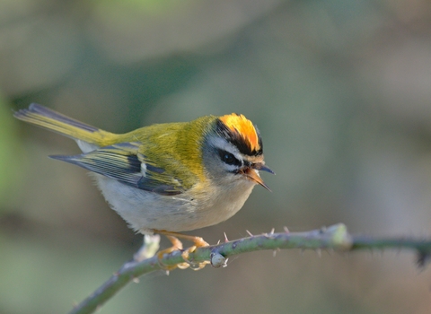 Firecrest 