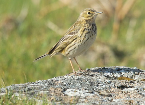 Meadow pipit 