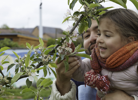 Apple tree branch in blossom. A small girl is being held up by a man to look at the blossom.