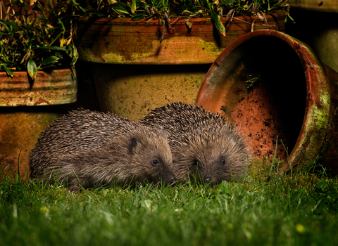 Hedgehog