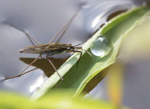 Pond skater