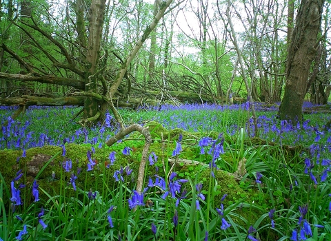 Powerstock common nature reserve 