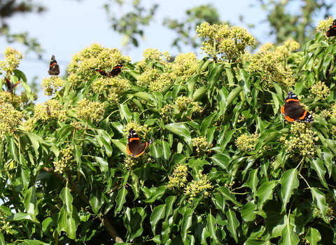 Red admirals on ivy