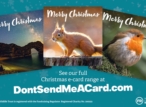 Christmas e-cards