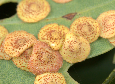 Common spangle galls