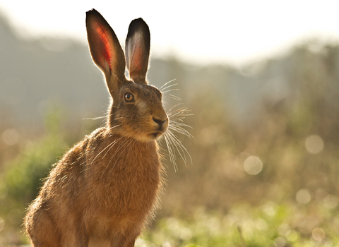 Brown hare