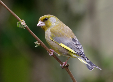 Greenfinch