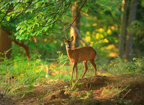 Male roe deer