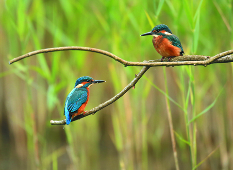 Kingfishers