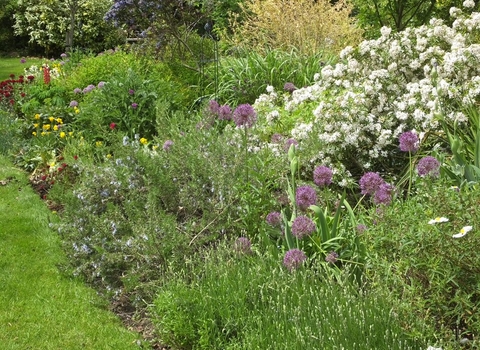 Wildlife-friendly garden