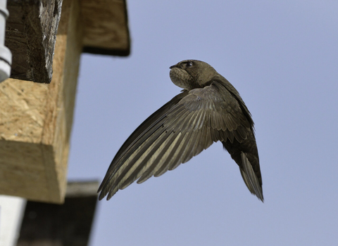 A swift flying to a nest box attached to the eaves of a cottage with its throat pouch bulging with insects it has caught to feed its chicks 